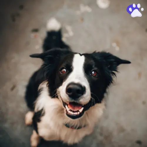 Dog Breed Identifier官网首页截图